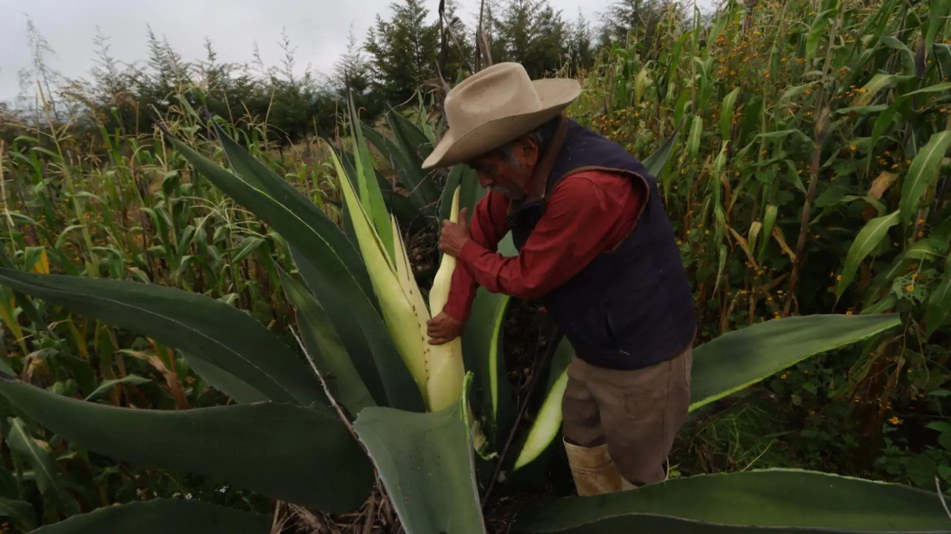 huevo de maguey al rescoldo (4)